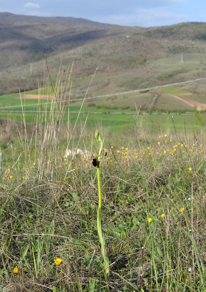 Ophrys promontorii e forme variabili  Lazio e Abruzzo aprile e maggio 2018
